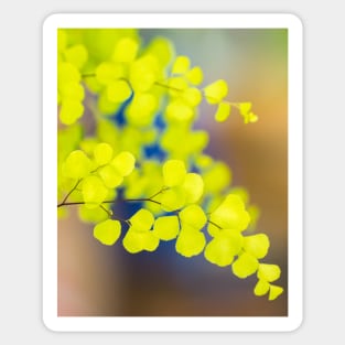 Maidenhair Fern Sticker